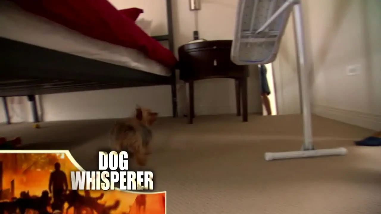 El Encantador de Perros live