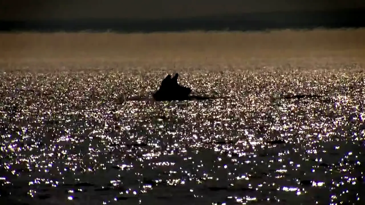 Fluss-Monster in diretta