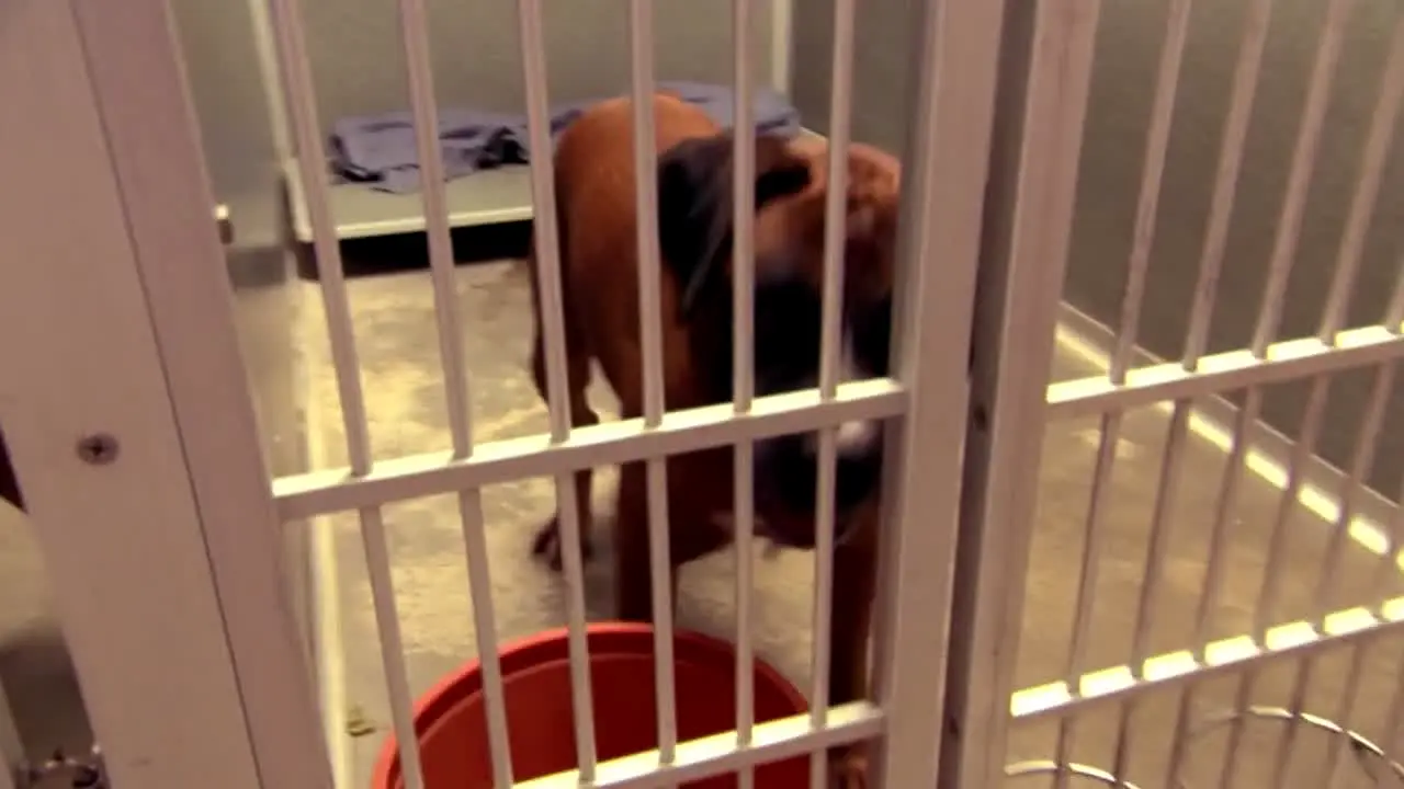 Hundehviskeren en vivo