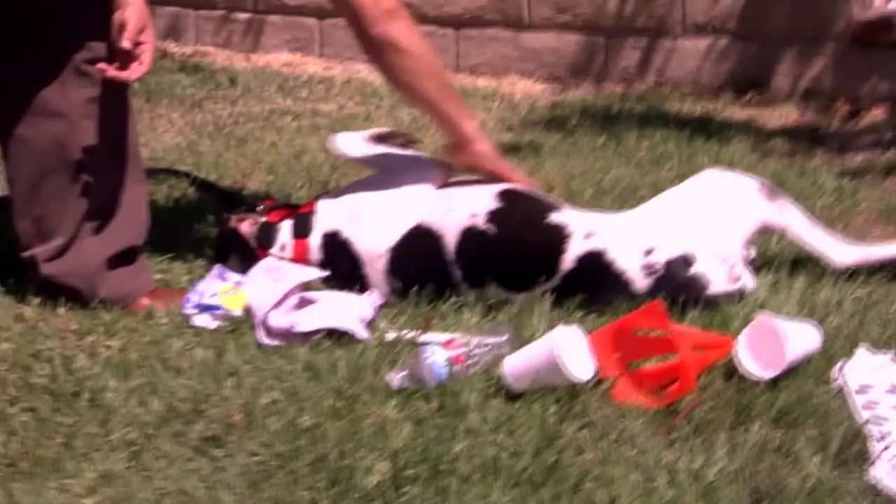 Hundehviskeren live