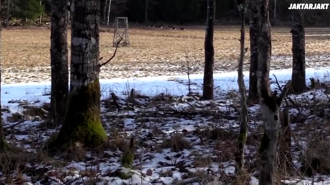 Jakt är Jakt live