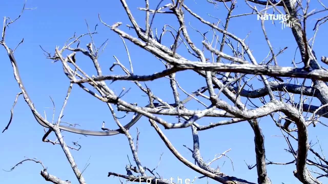 Nature Time live