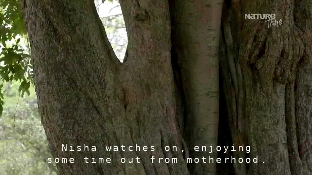 Nature Time live