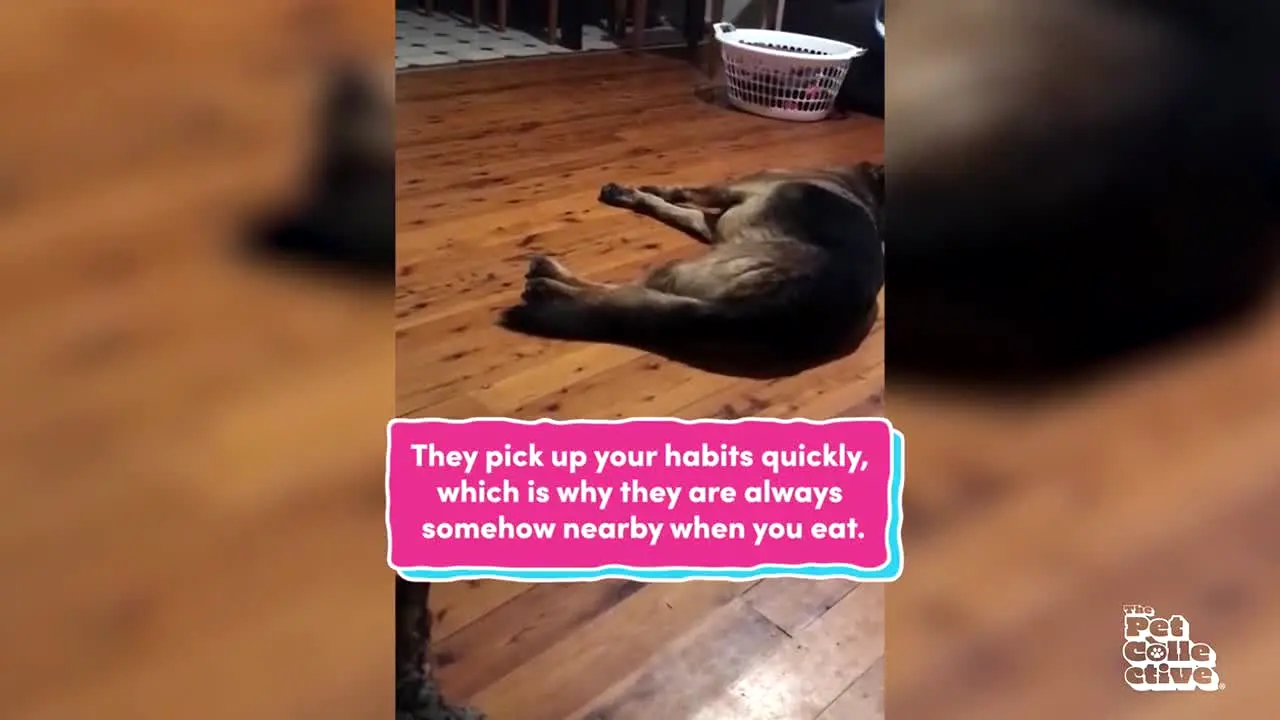 The Pet Collective live