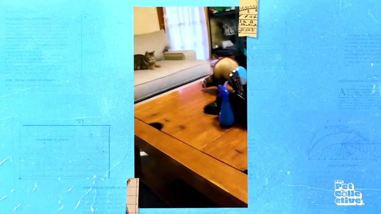 The Pet Collective in diretta