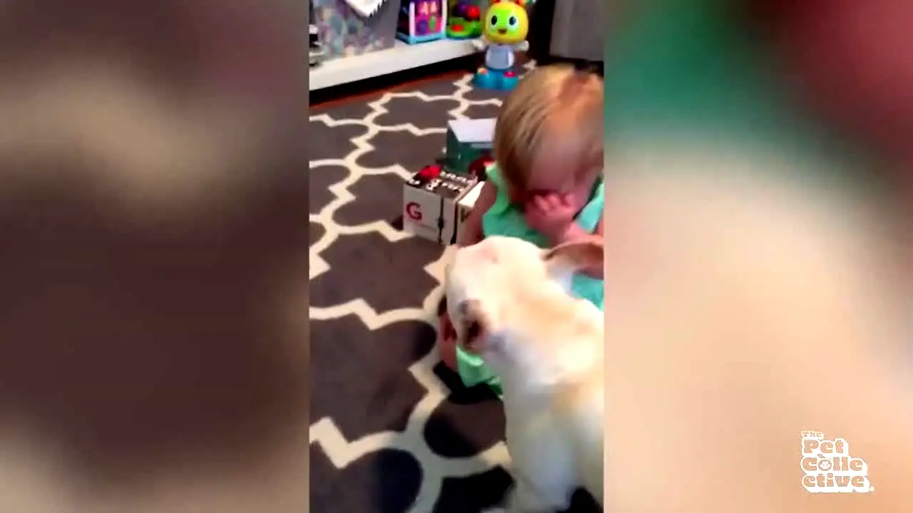 The Pet Collective live