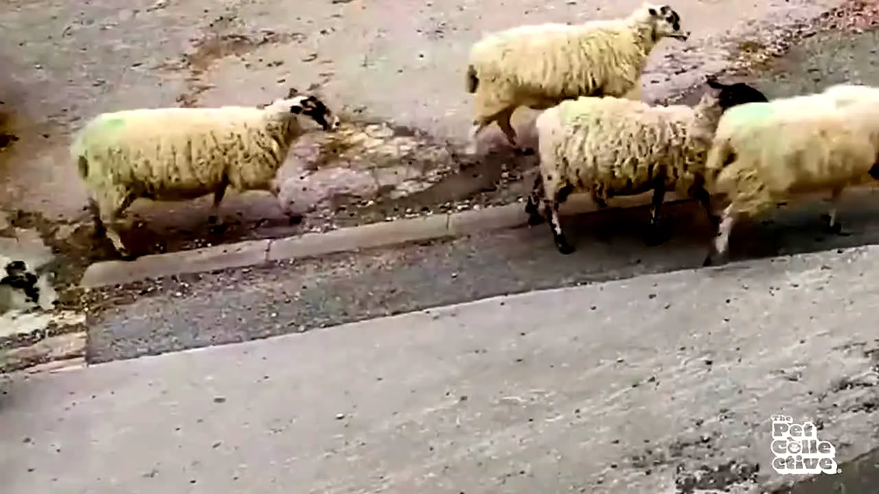 The Pet Collective — прямой эфир