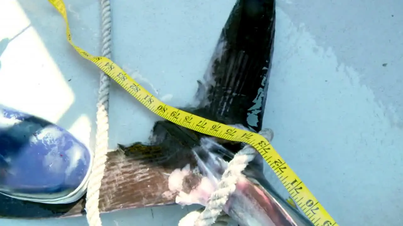 Wicked Tuna in diretta