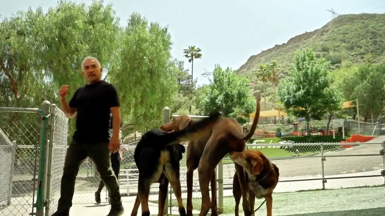 Cesar's Pack Leader TV live