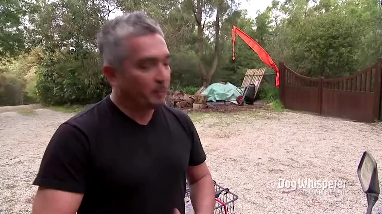 Dog Whisperer live