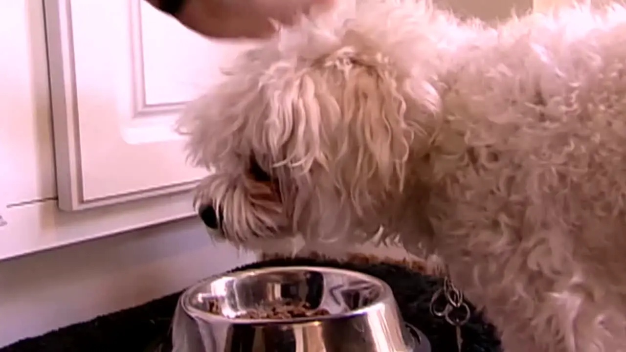 Dog Whisperer live