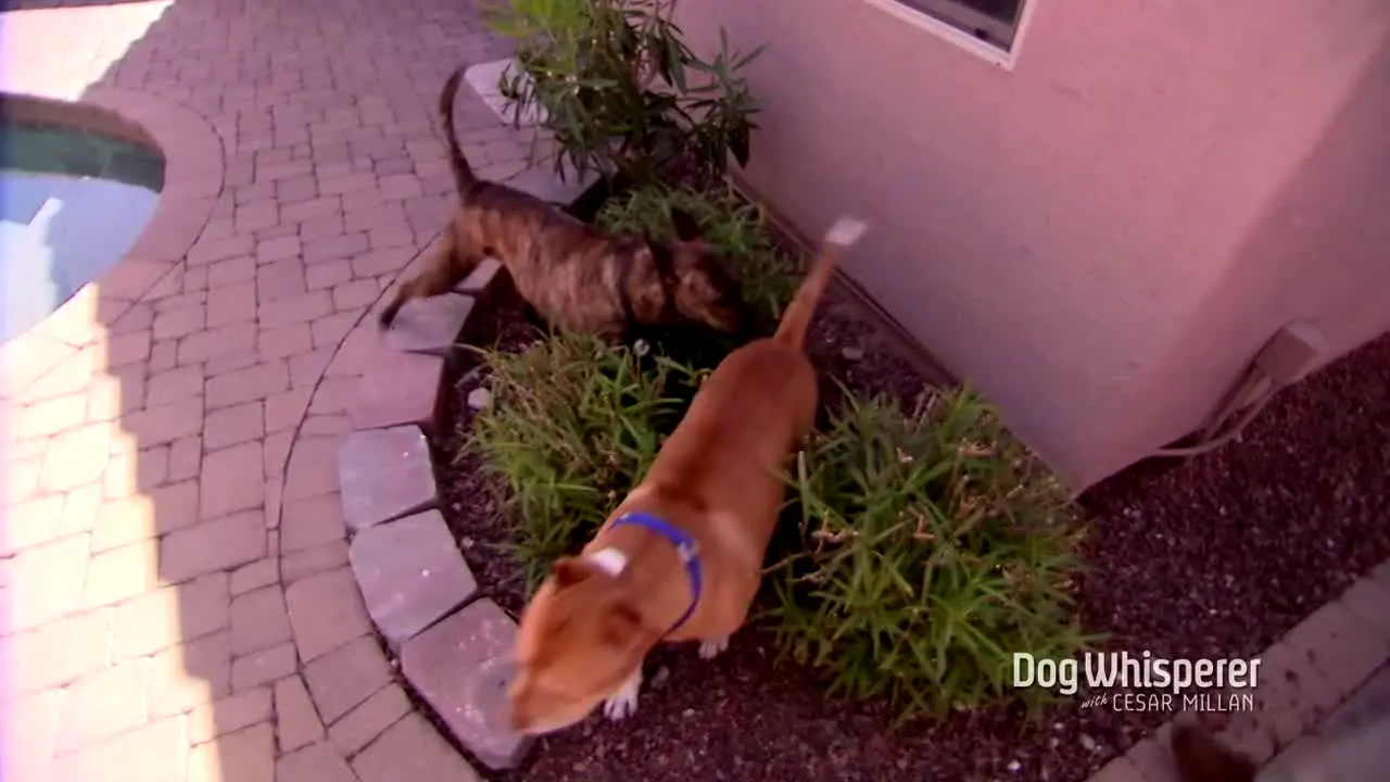 Dog Whisperer in diretta