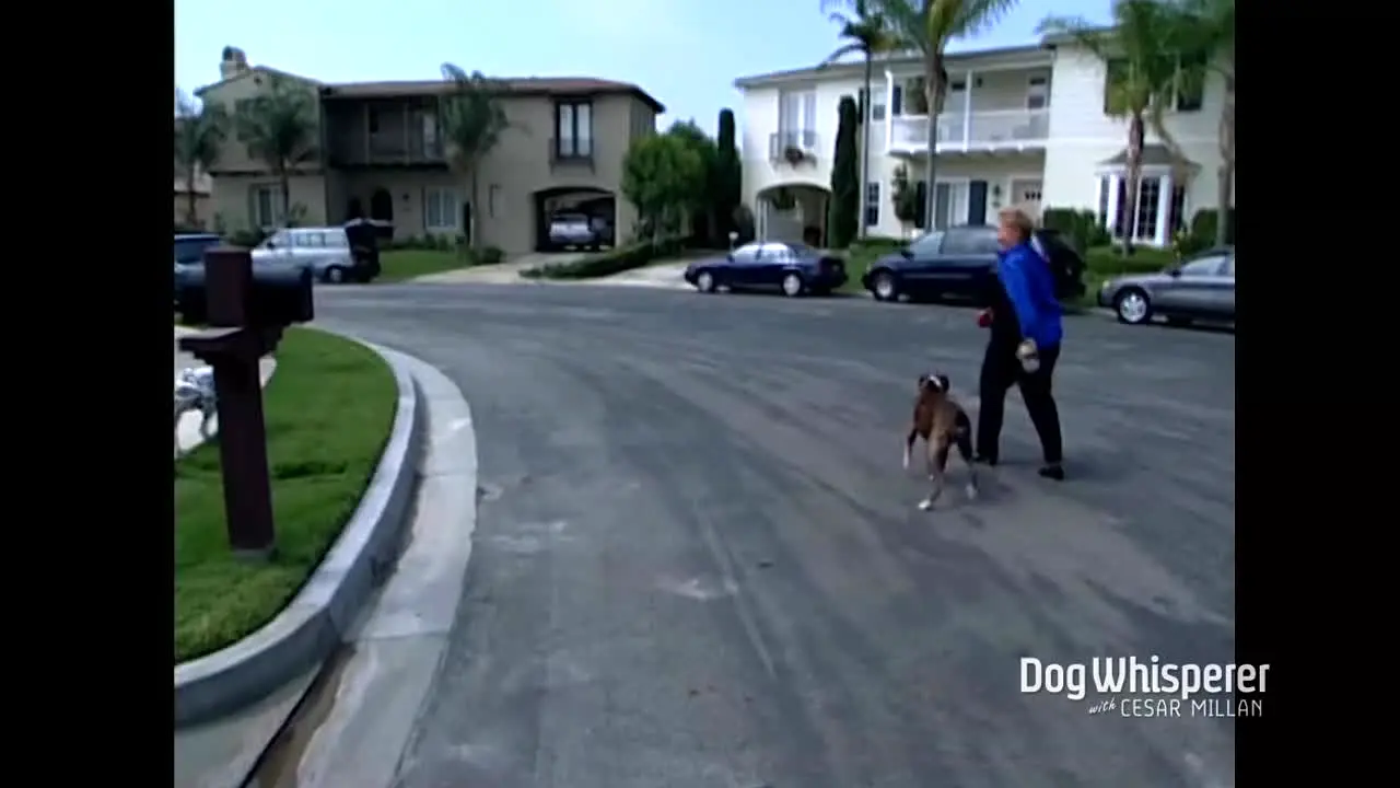 Dog Whisperer live