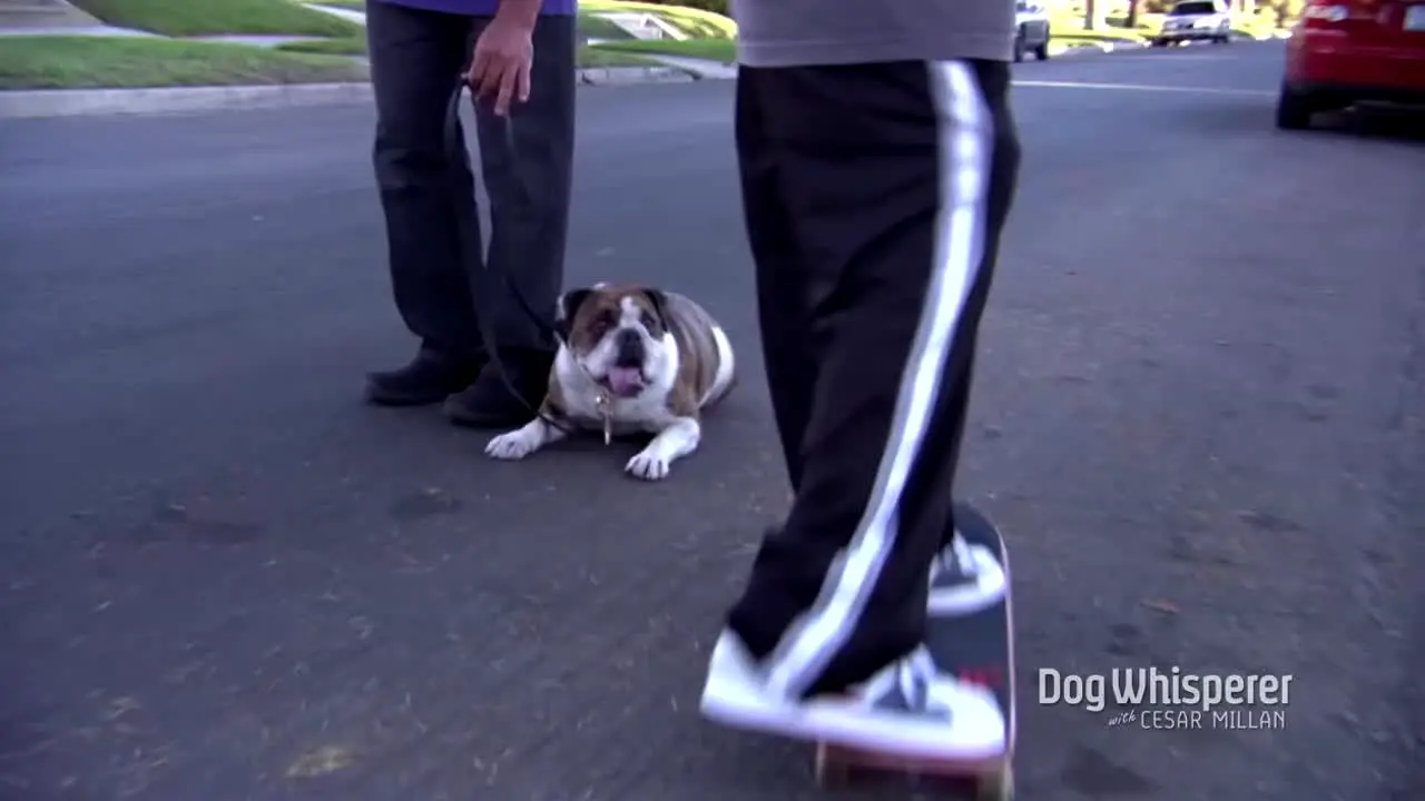 Dog Whisperer en vivo