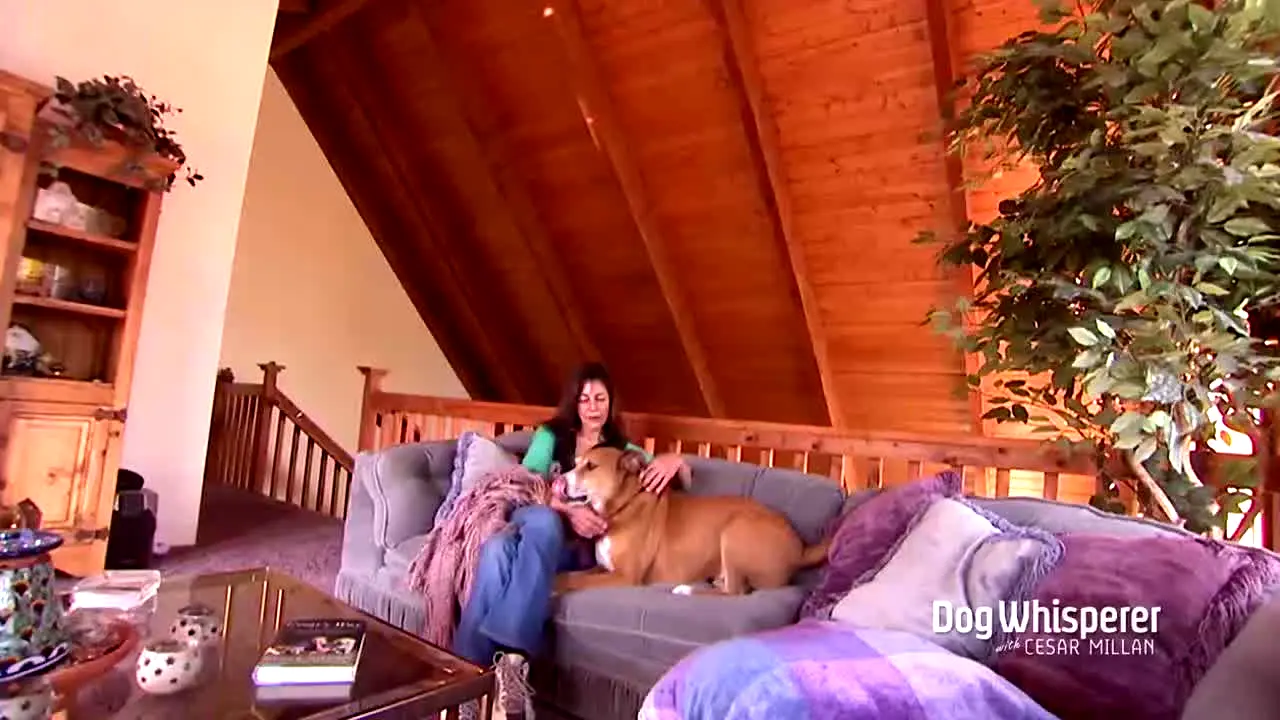 Dog Whisperer ao vivo