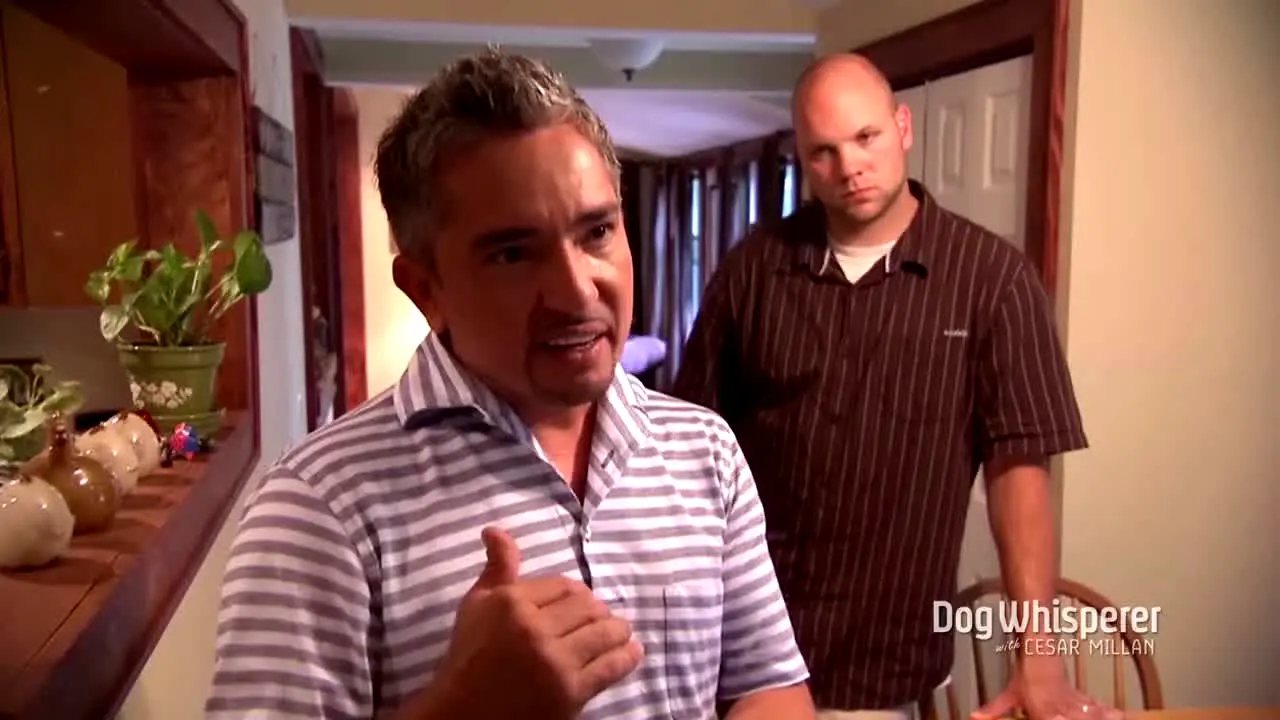 Dog Whisperer live