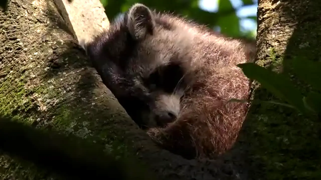 Naturaleza in diretta