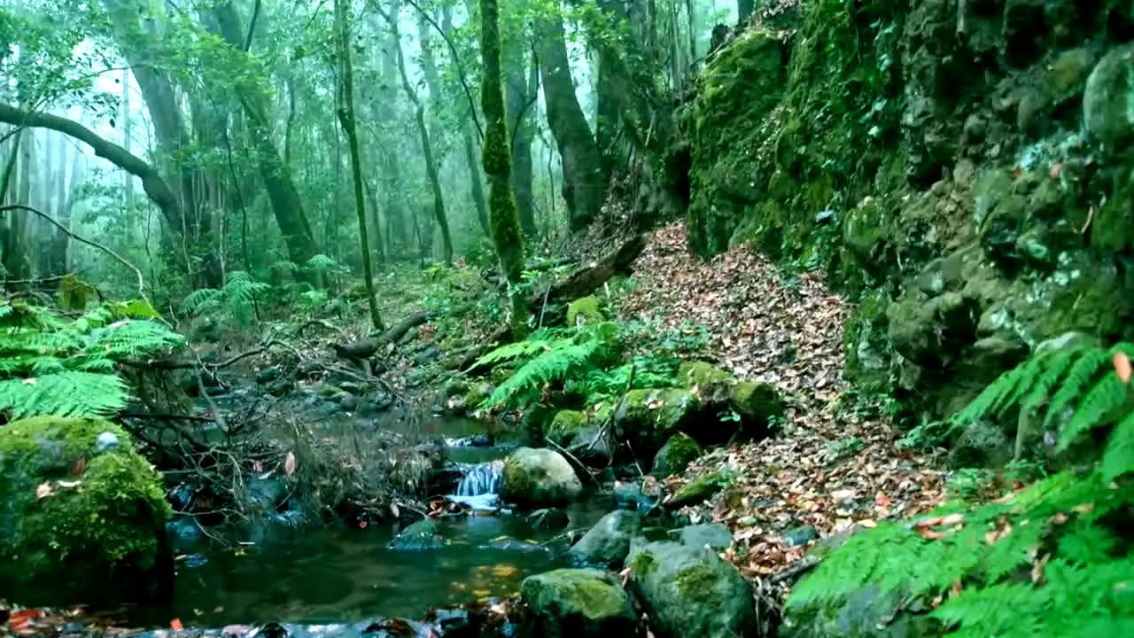 Naturaleza — прямой эфир