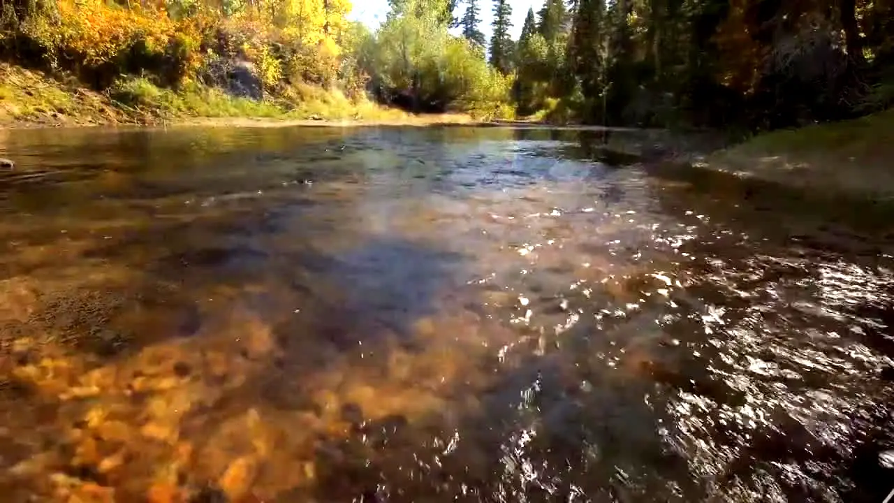 Stingray Naturescape live
