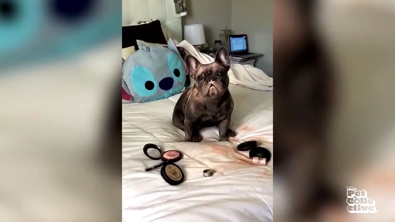 The Pet Collective live