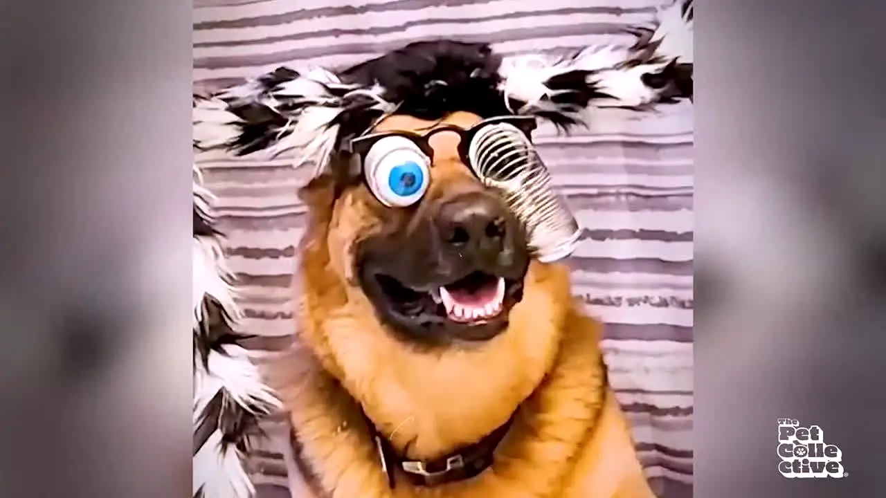 The Pet Collective live