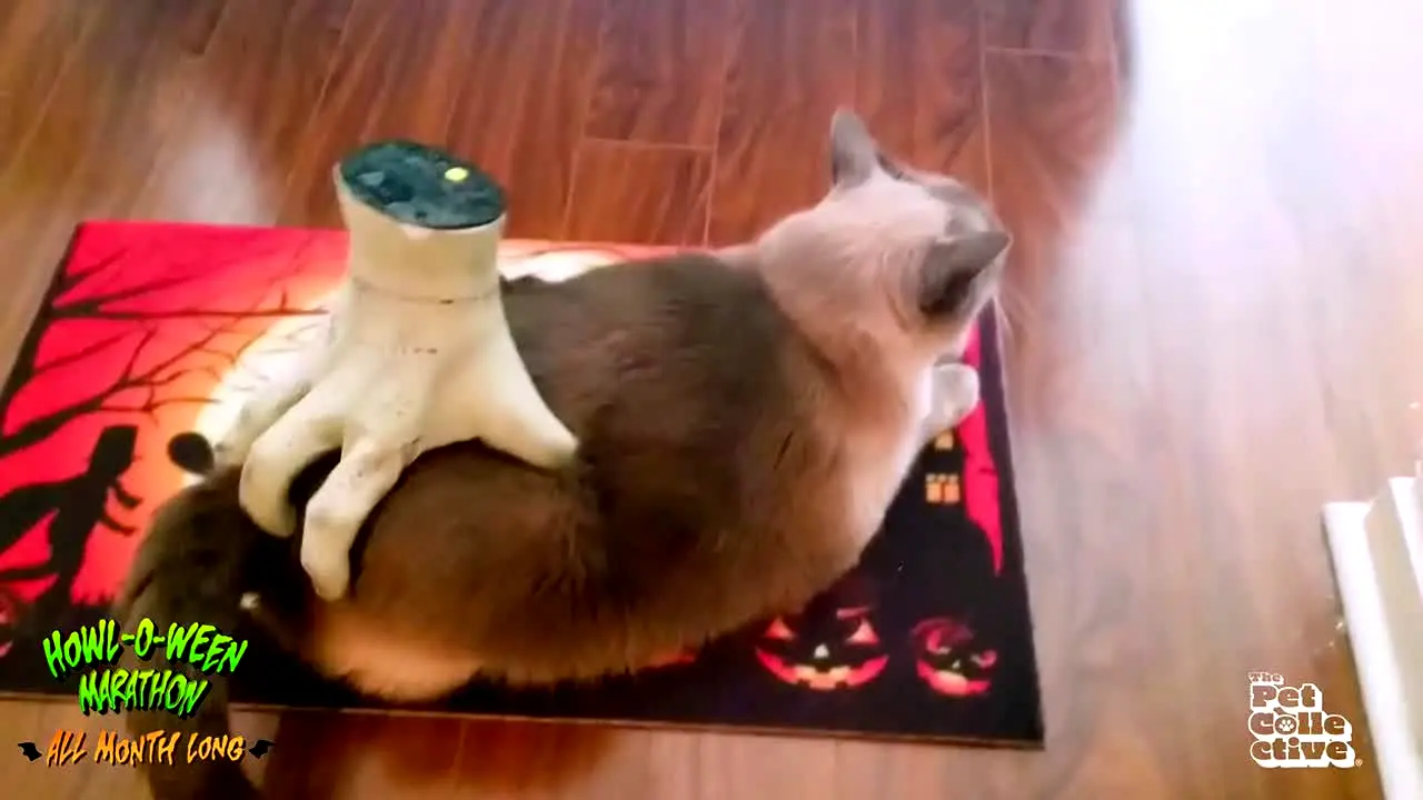 The Pet Collective live