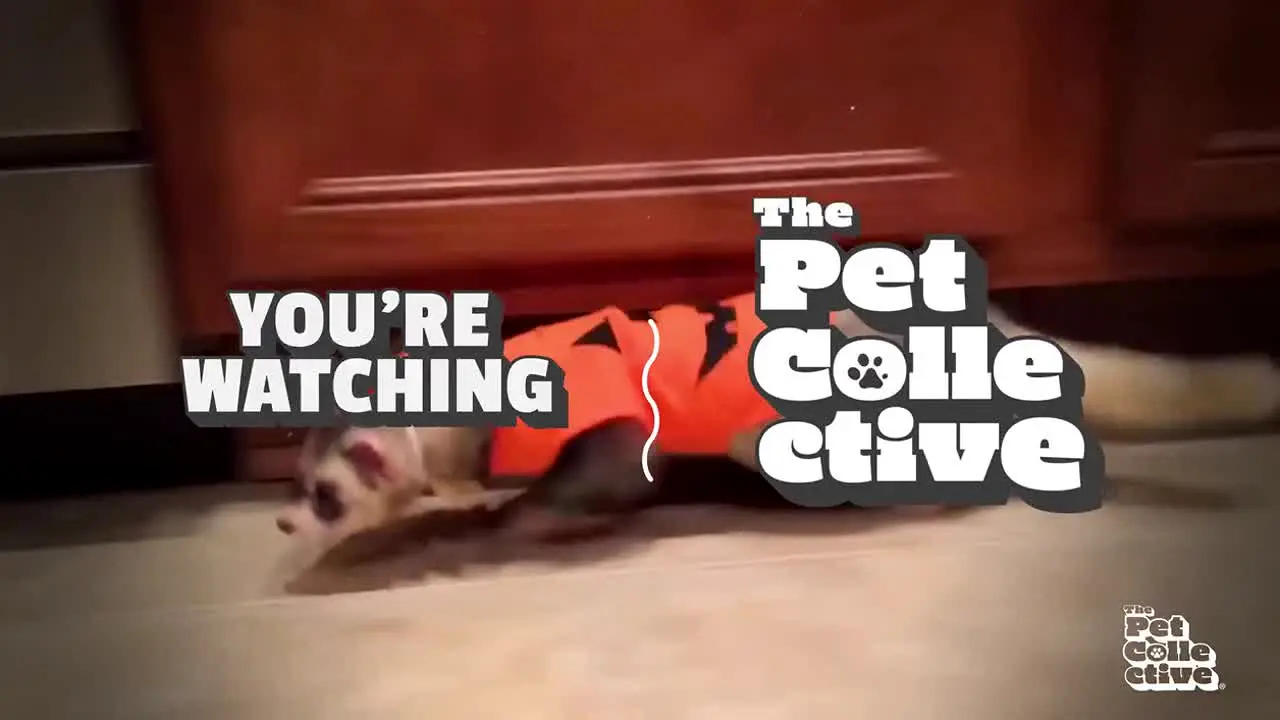 The Pet Collective live