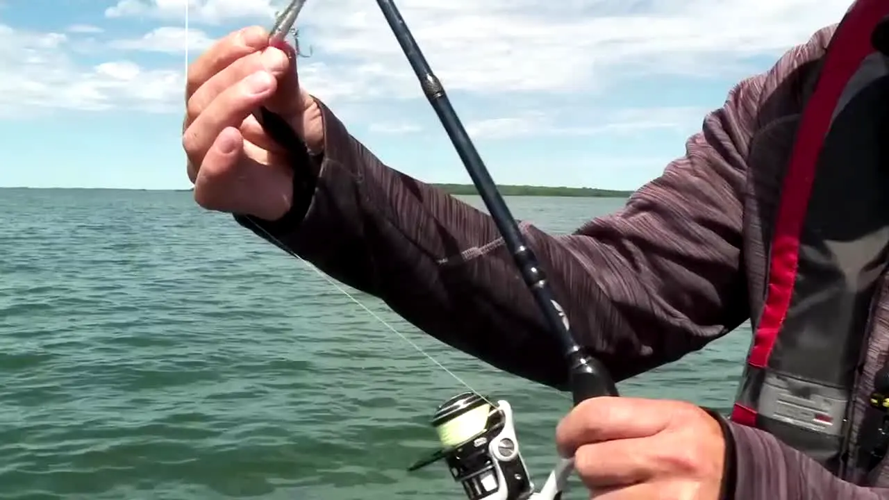 Wired2Fish na żywo