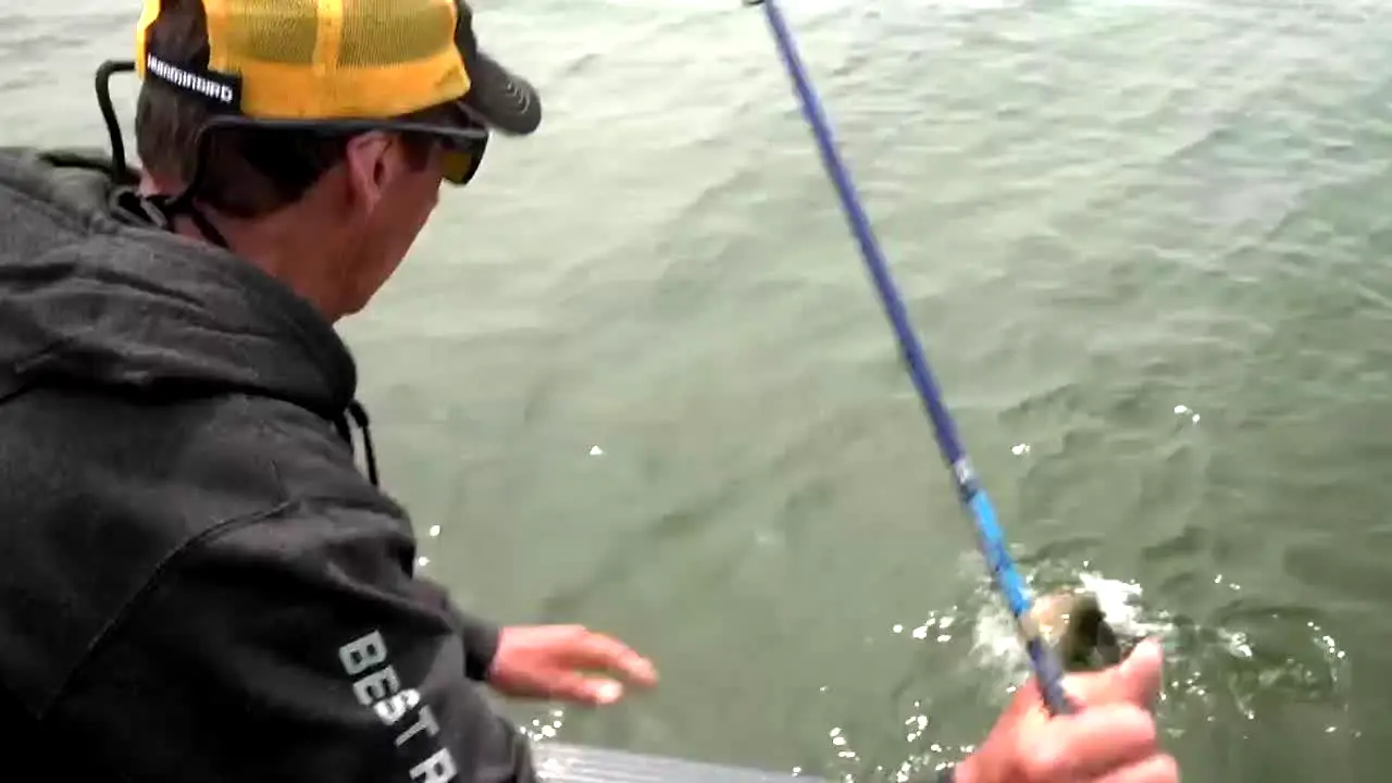 Wired2Fish live