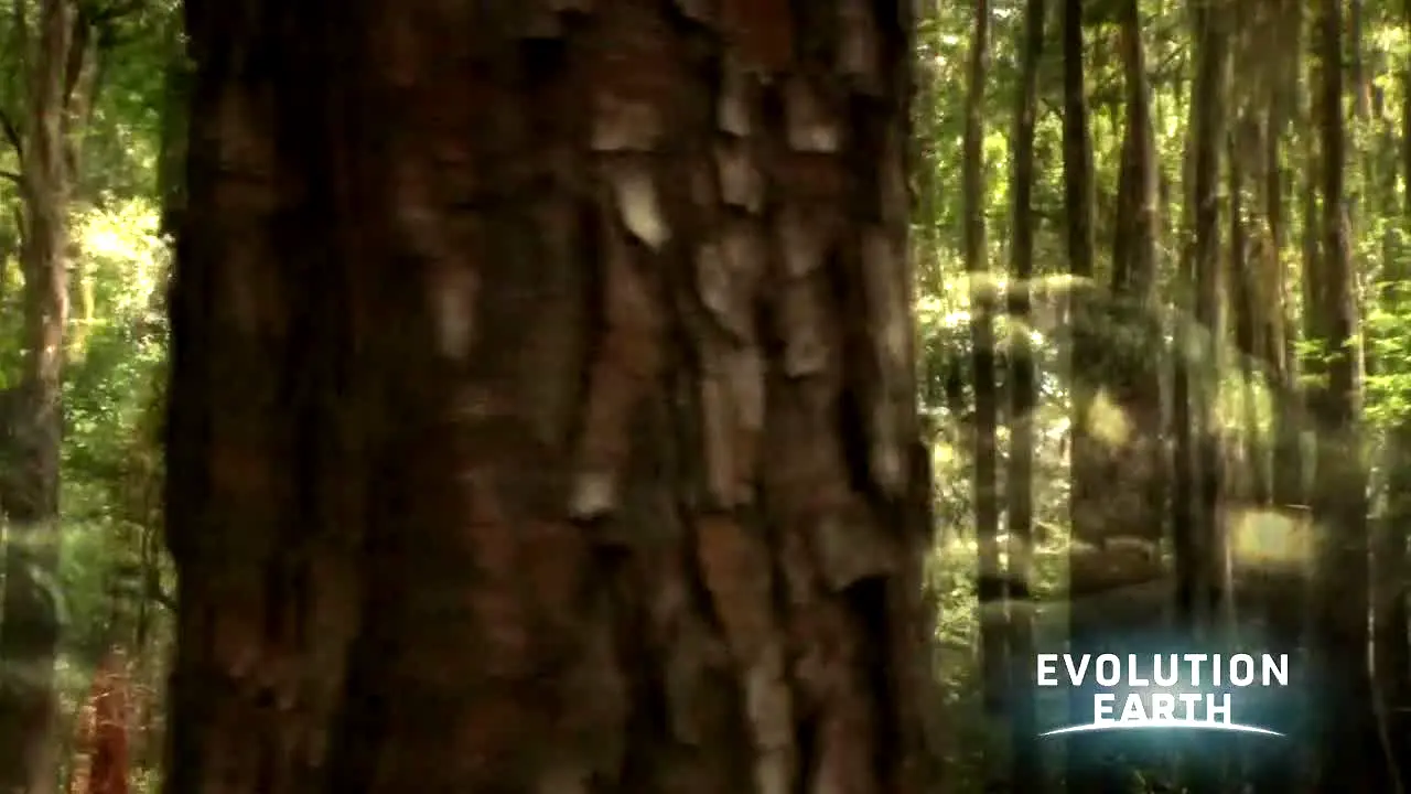 Evolution Earth live