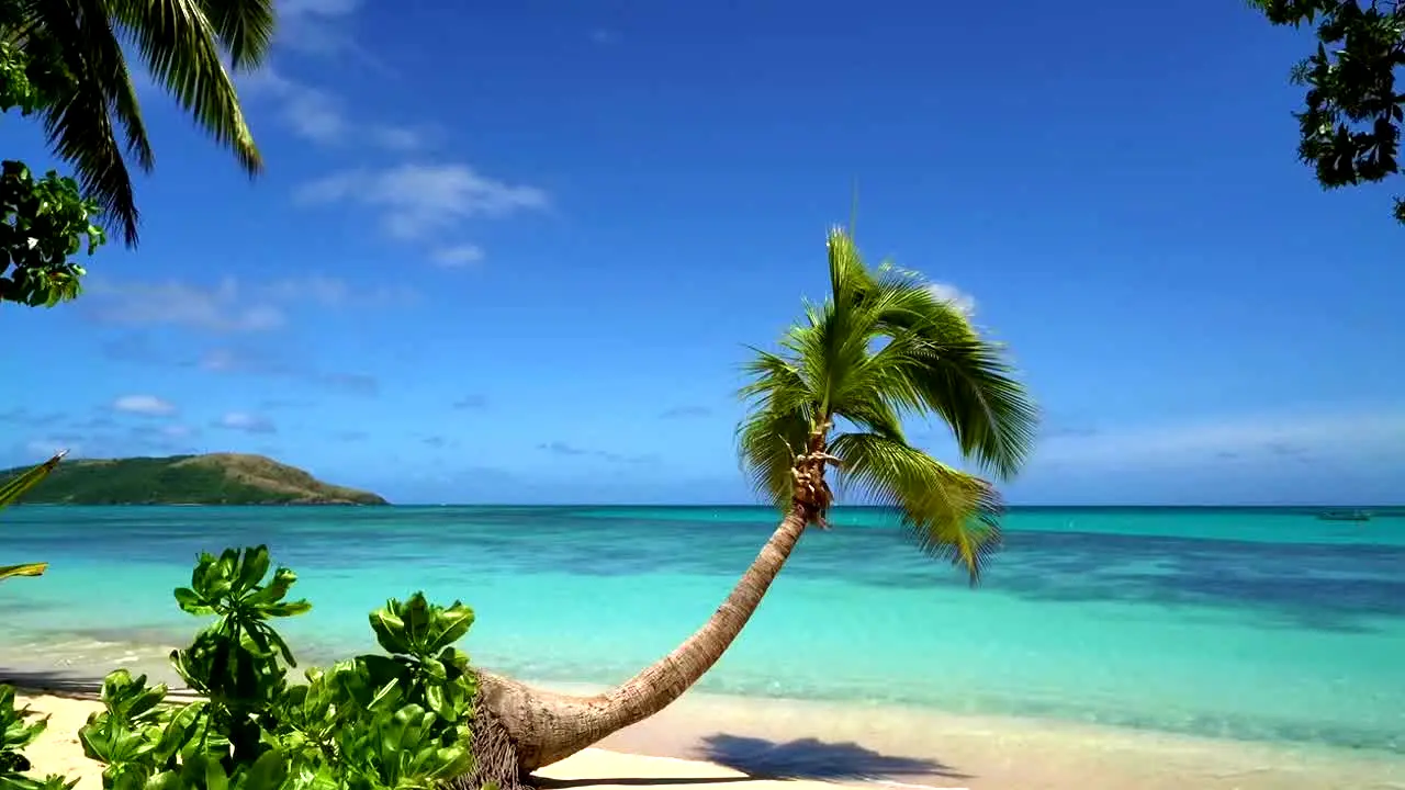 Island Vibes live