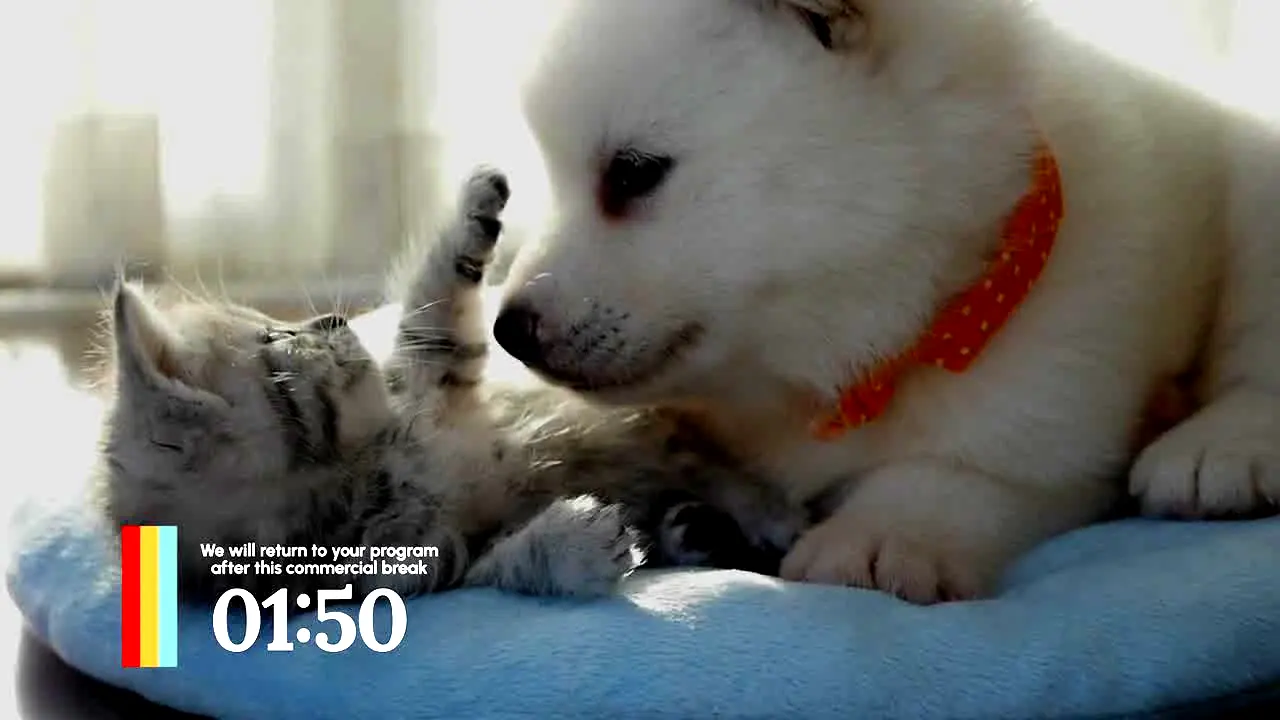 Love Pets live