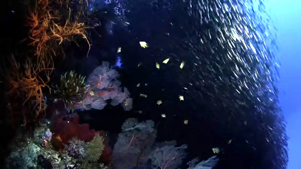 Ocean Vibes in diretta