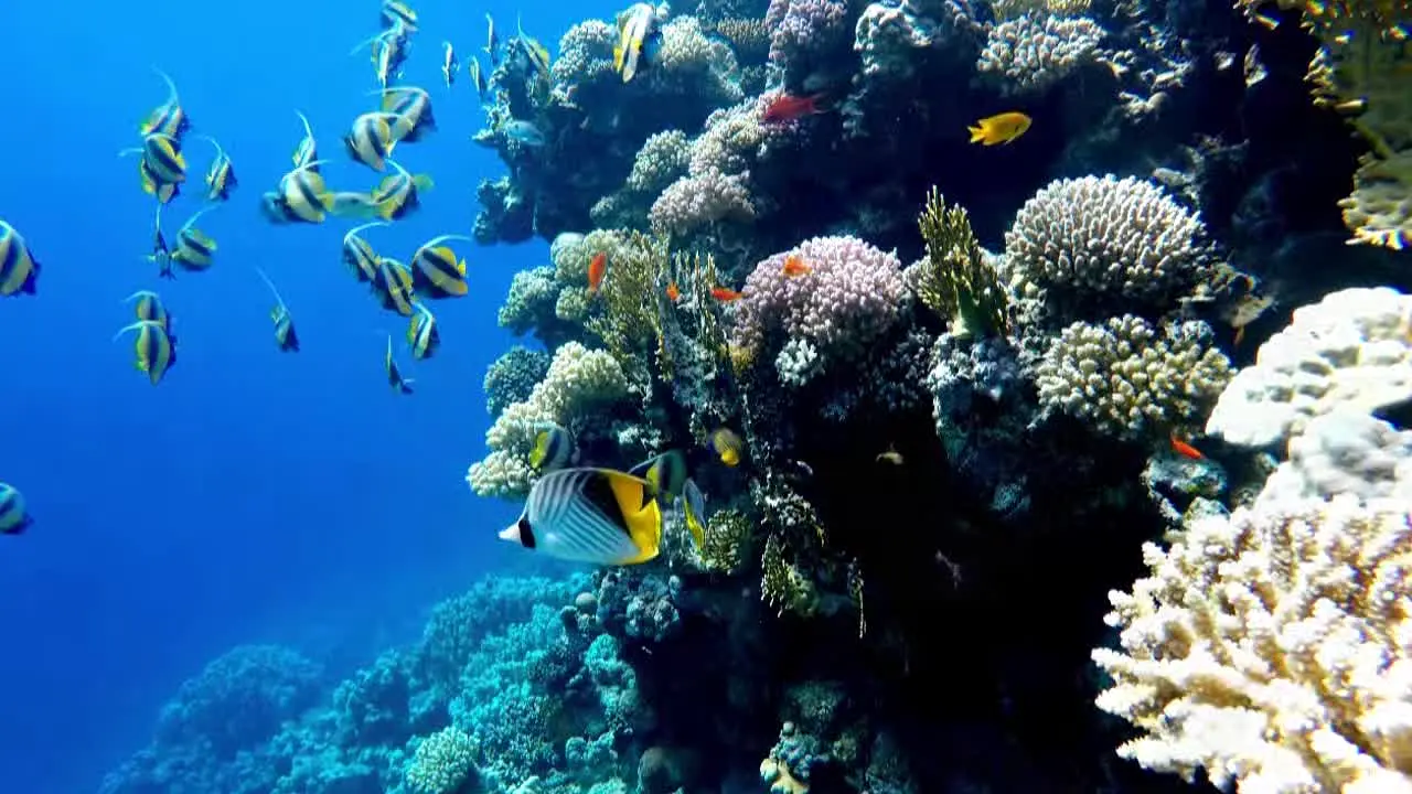 Ocean Vibes en direct