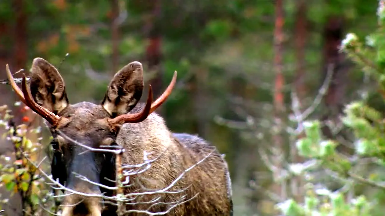 Pluto TV Animals in diretta