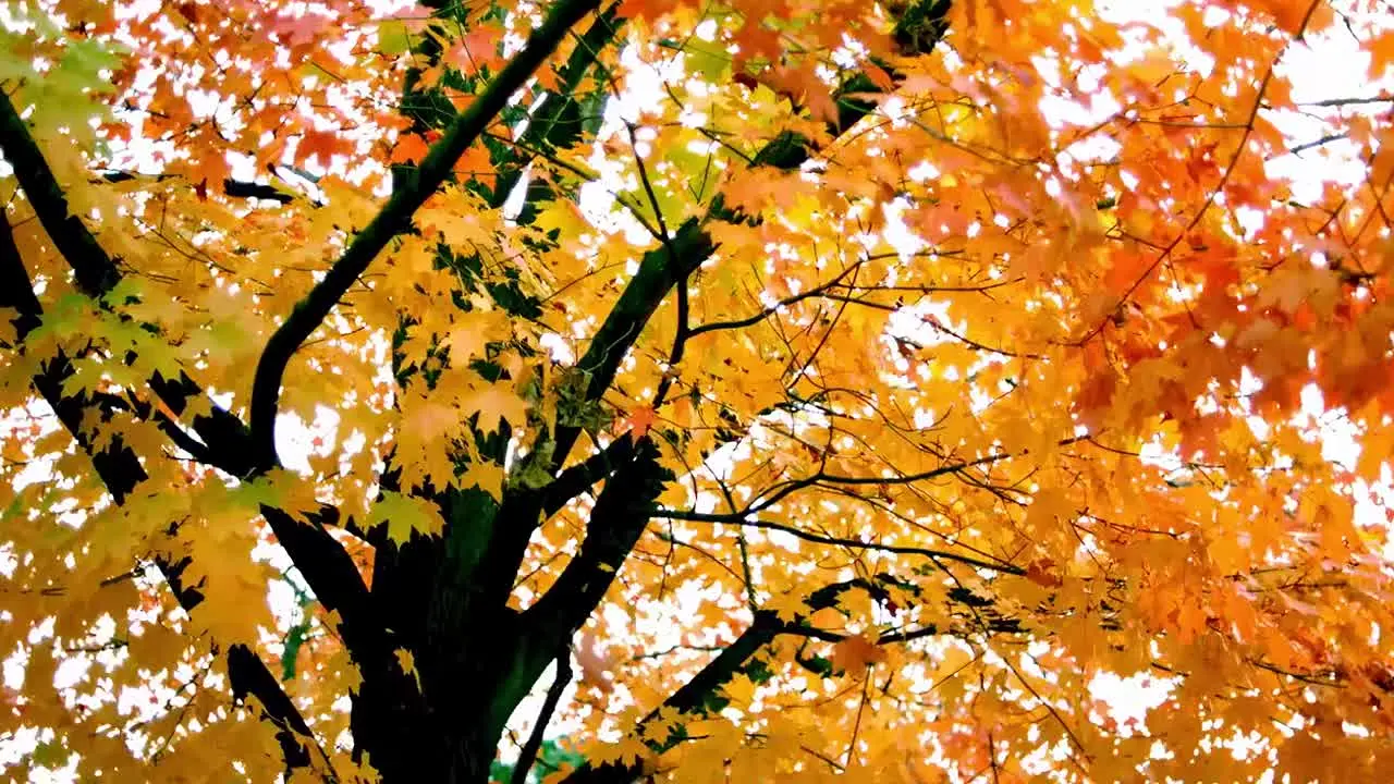 Fall Vibes live