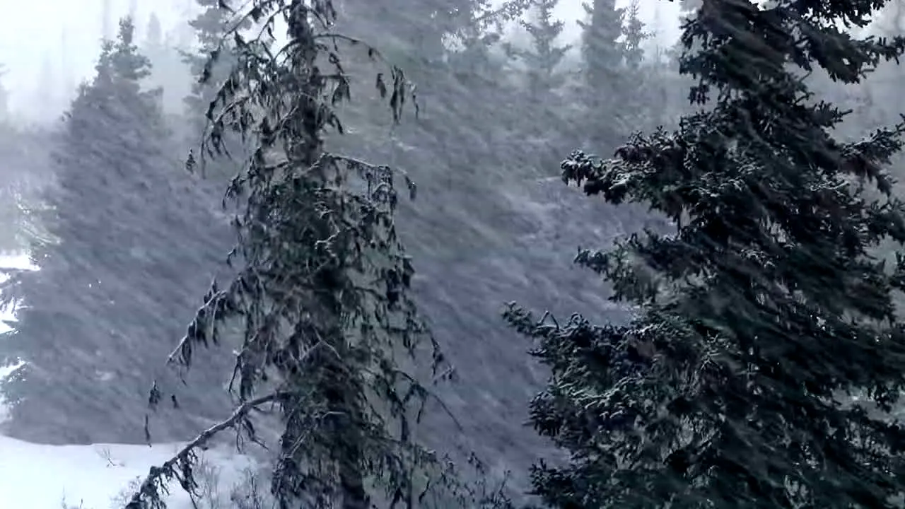 Storm Vibes — прямой эфир