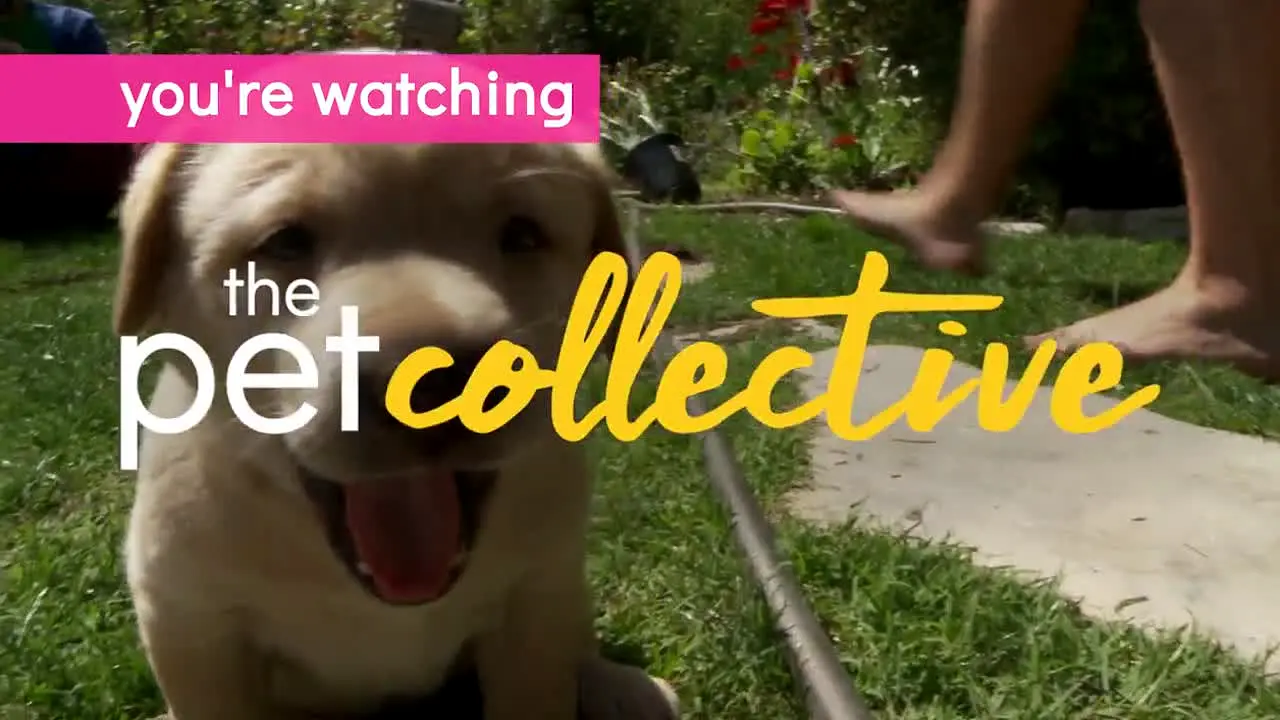 The Pet Collective ao vivo