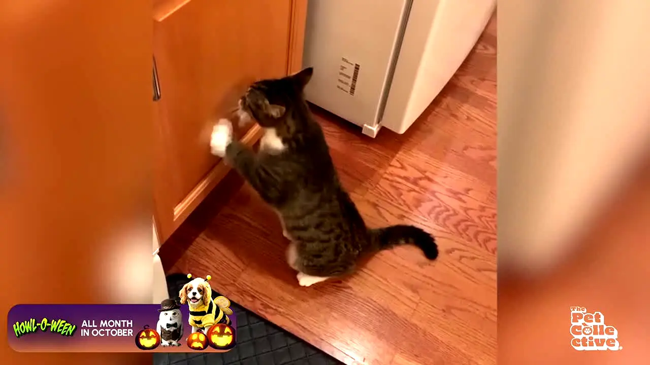 The Pet Collective live