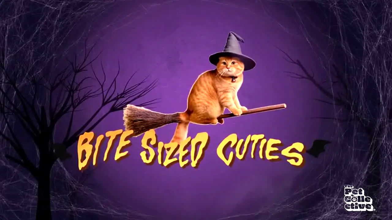 The Pet Collective live