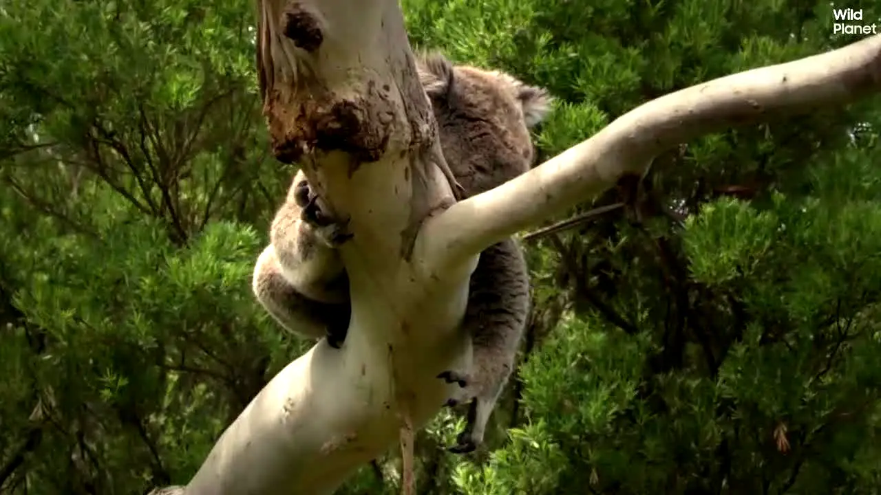 Wild Planet en direct