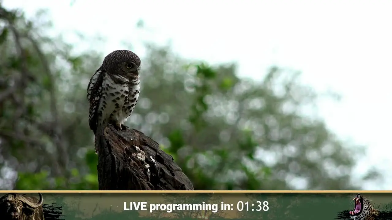 WildEarth ao vivo