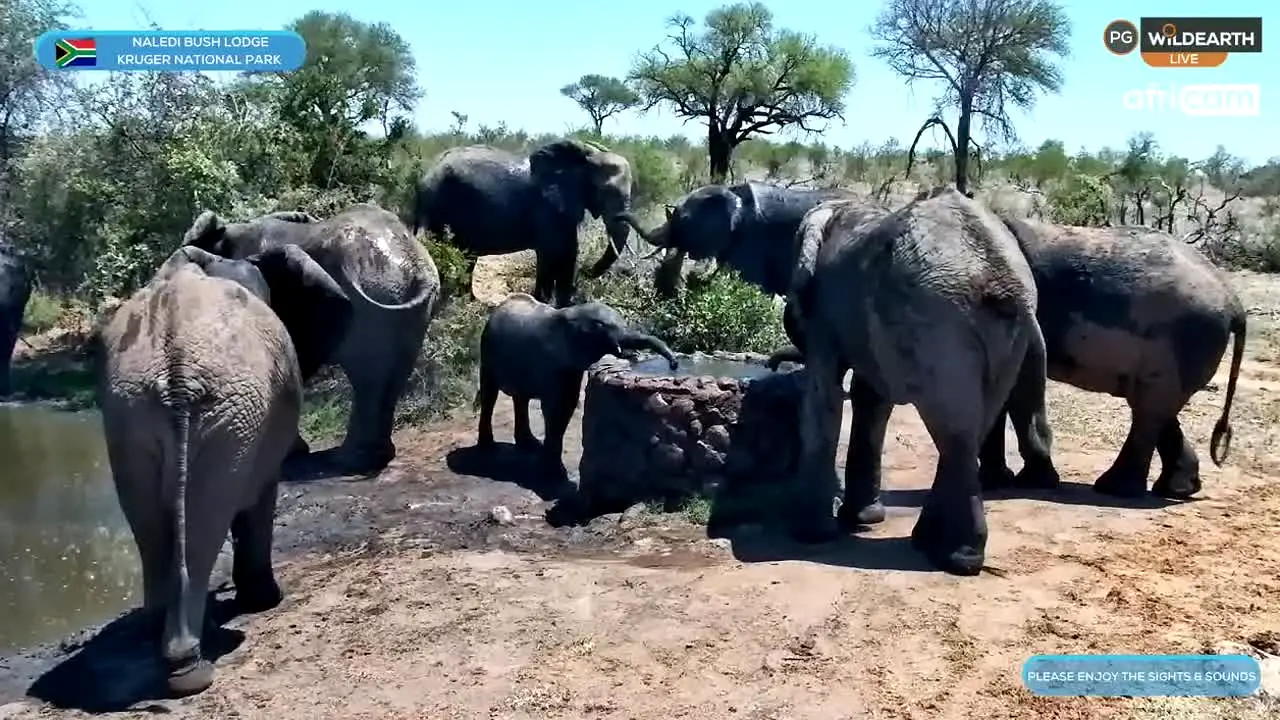 WildEarth live