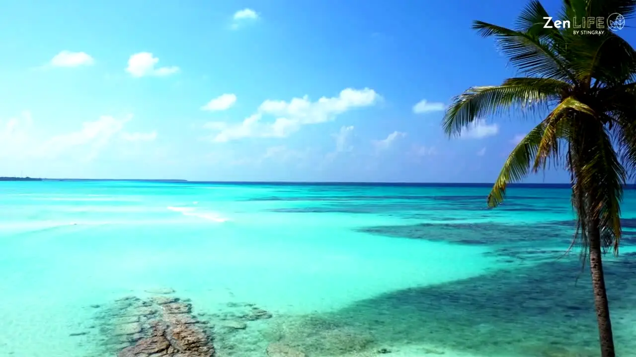 ZenLIFE by Stingray live