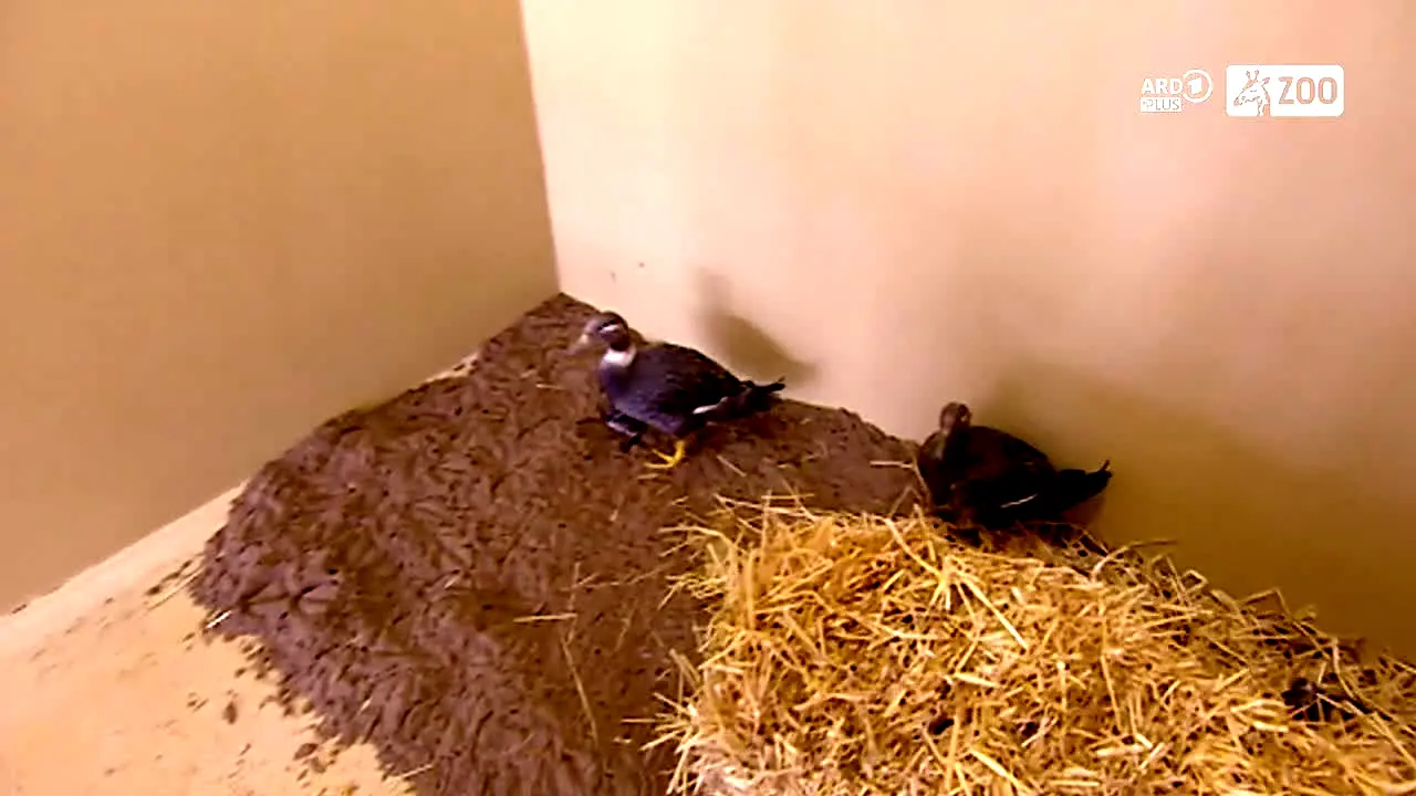 ARD Plus Zoo live