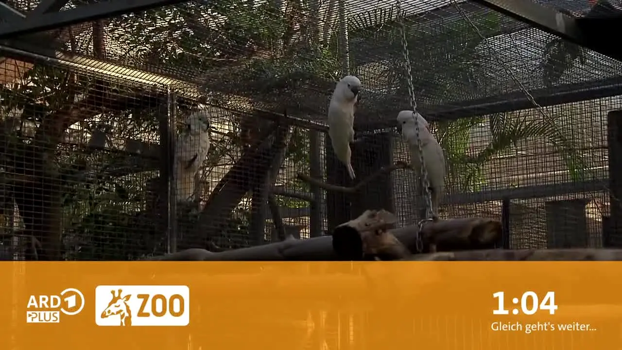 ARD Plus Zoo — прямой эфир