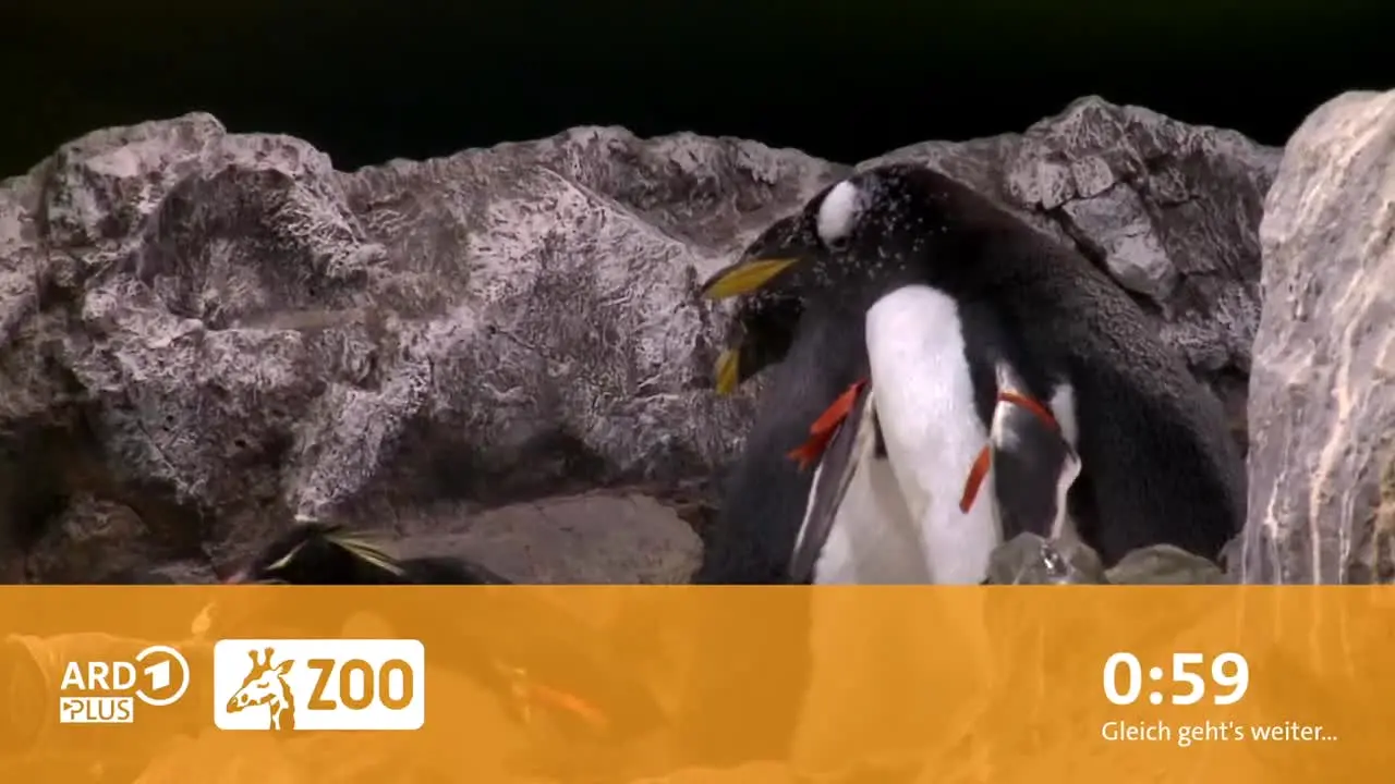ARD Plus Zoo live