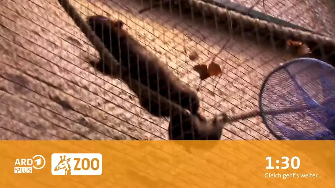 ARD Plus Zoo live