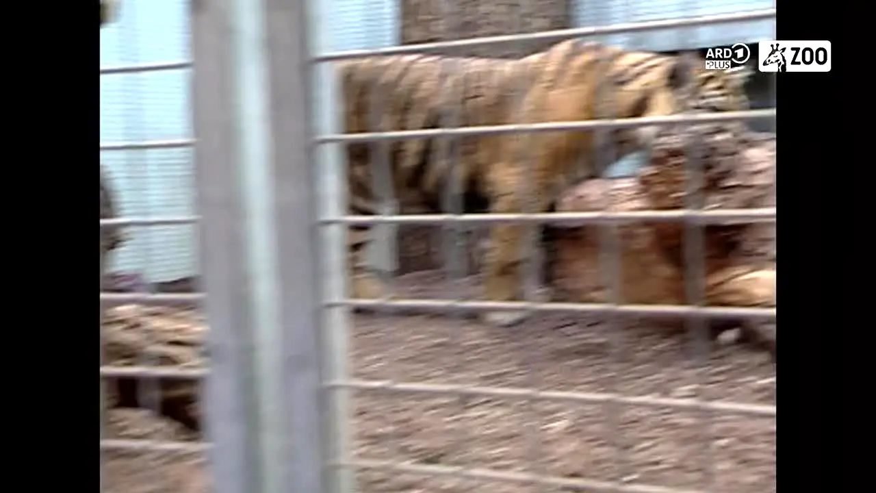ARD Plus Zoo live
