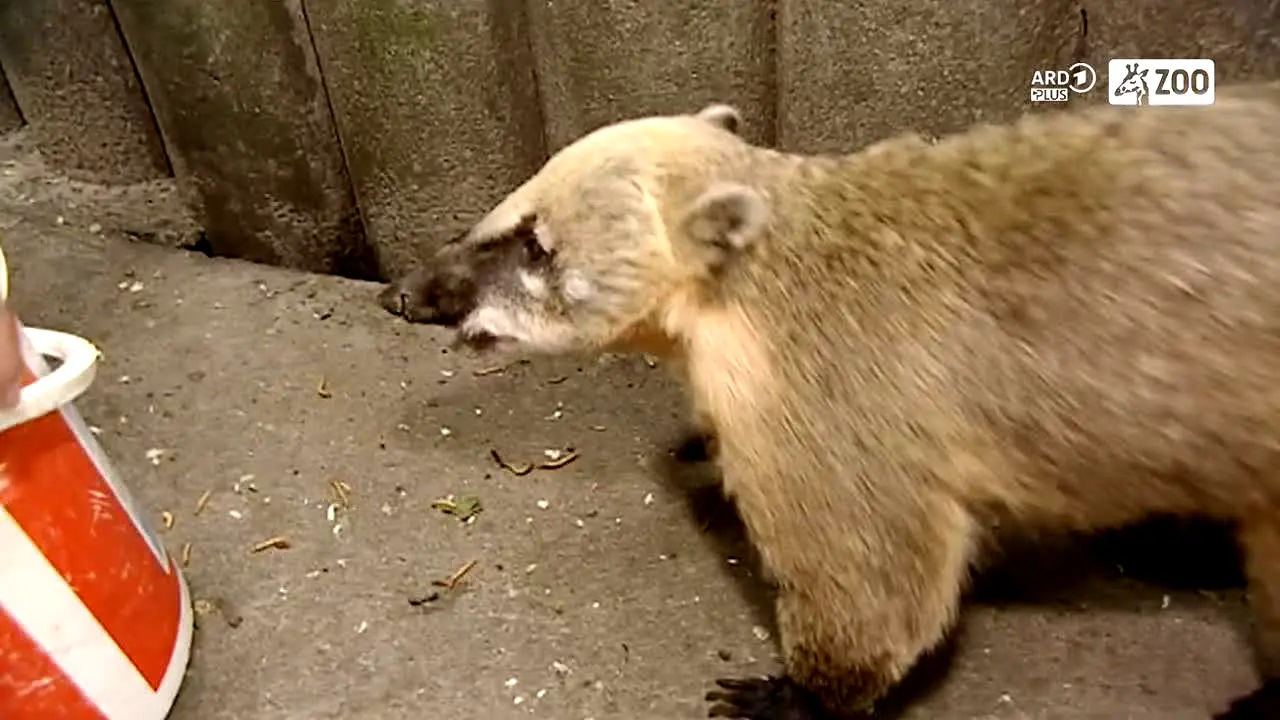 ARD Plus Zoo live